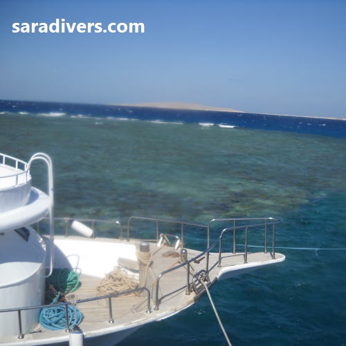 Specialty Diver