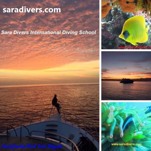Dive Safari